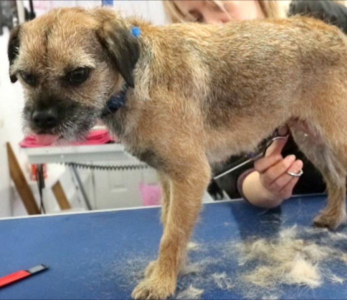 are border terriers double coated