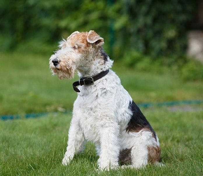 the wire fox terrier