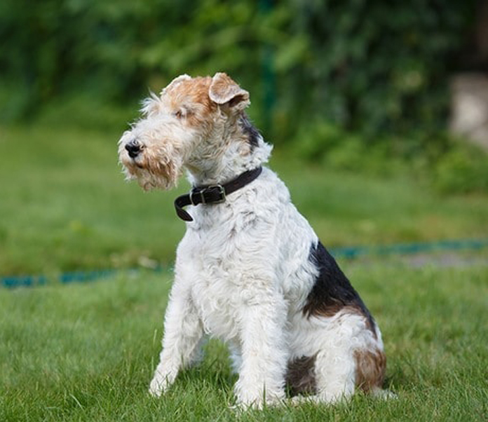 wire coated terrier