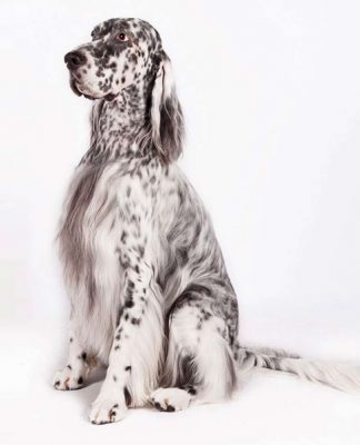 How to Groom an English Setter