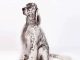 How to Groom an English Setter