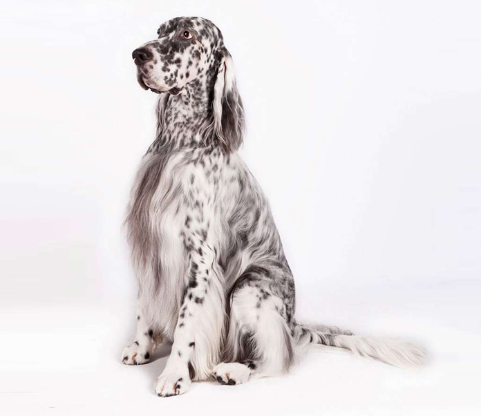 english setter show cut