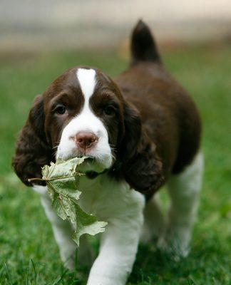 How to Groom an English Springer Spaniel
