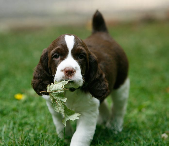 shaving a springer spaniel