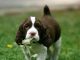 How to Groom an English Springer Spaniel