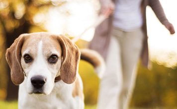 Look for places where it’s safe to take your pup