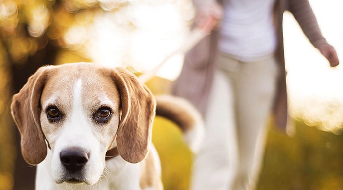 Look for places where it’s safe to take your pup