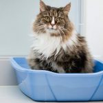 Cat Supplies-petsourcing