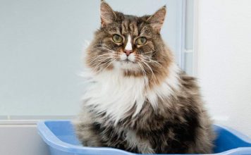 Amazon’sBest seller for Cat supplies