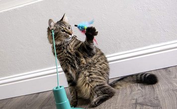 Top 100 cat toys for pet supplies