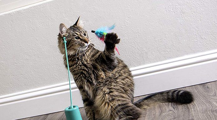 Top 100 cat toys for pet supplies