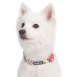 Dog Collar
