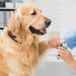Pet Supplies for Dogs