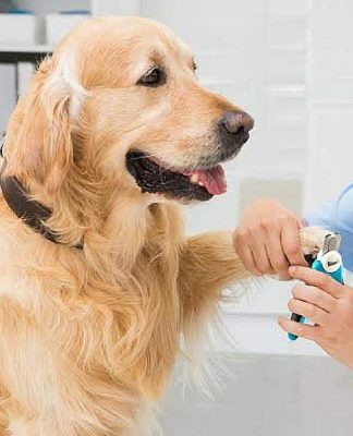 Pet Supplies for Dogs