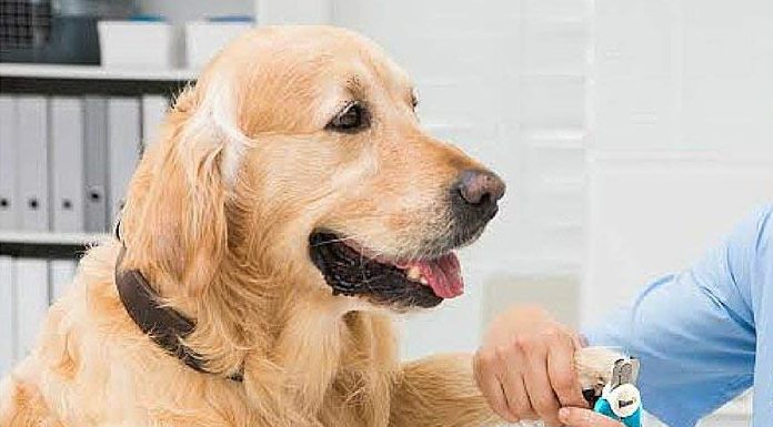 Pet Supplies for Dogs