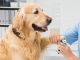 Pet Supplies for Dogs