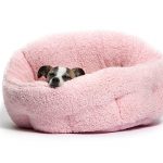 dog bed