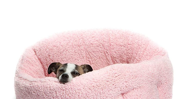 Big Dog Beds and World’s Best Dog Beds