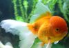 Caring for Sick Fish-petsourcing