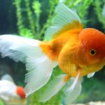 Caring for Sick Fish-petsourcing