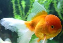 Caring for Sick Fish-petsourcing