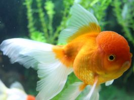 Caring for Sick Fish-petsourcing