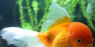 Caring for Sick Fish-petsourcing