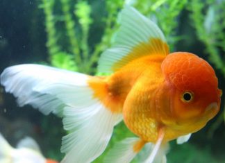 Caring for Sick Fish-petsourcing