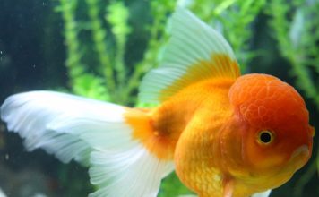 Caring for Sick Fish-petsourcing