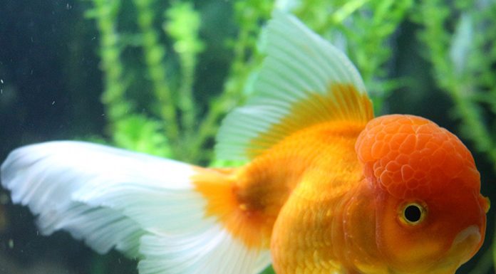 Caring for Sick Fish-petsourcing