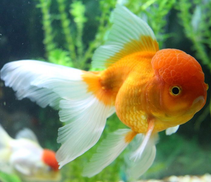 Caring for Sick Fish-petsourcing