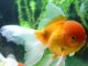 Caring for Sick Fish-petsourcing