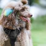 Durable Dog and Cat Petcare Products-petsourcing