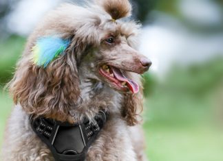 Durable Dog and Cat Petcare Products-petsourcing