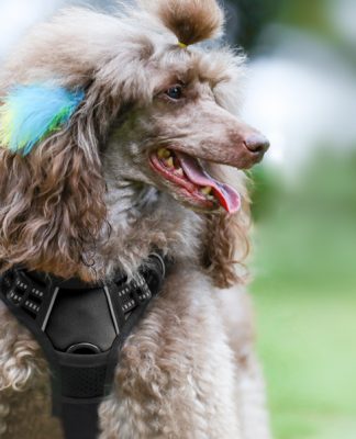 Durable Dog and Cat Petcare Products Durable Dog and Cat Petcare Products-petsourcing