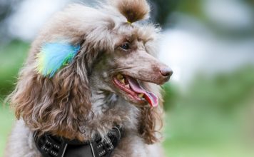 Durable Dog and Cat Petcare Products-petsourcing