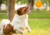 Entertain Your Dog With Treat-dispensing Toys-petsourcing