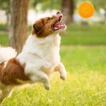 Entertain Your Dog With Treat-dispensing Toys