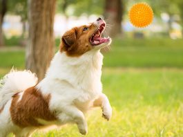 Entertain Your Dog With Treat-dispensing Toys-petsourcing