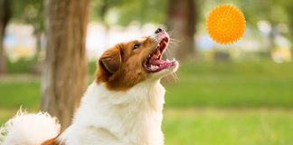 Entertain Your Dog With Treat-dispensing Toys-petsourcing