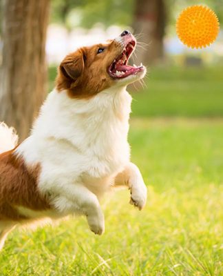 Entertain Your Dog With Treat-dispensing Toys Entertain Your Dog With Treat-dispensing Toys-petsourcing