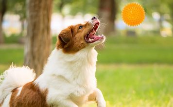 Entertain Your Dog With Treat-dispensing Toys-petsourcing