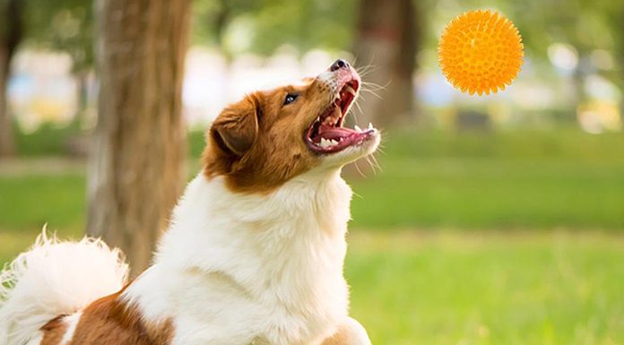 Entertain Your Dog With Treat-dispensing Toys Entertain Your Dog With Treat-dispensing Toys-petsourcing