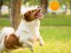 Entertain Your Dog With Treat-dispensing Toys-petsourcing