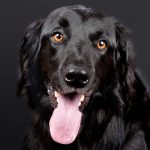 Healthy Skin and Coat in Dogs