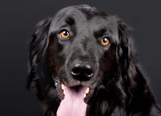 Healthy Skin and Coat in Dogs－petsourcing