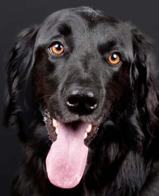 Healthy Skin and Coat in Dogs－petsourcing