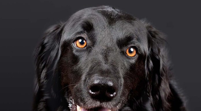 Healthy Skin and Coat in Dogs－petsourcing