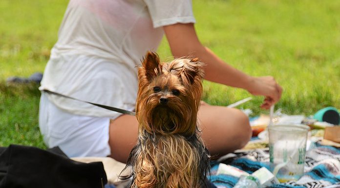 How to Keep Your Dog Safe at Summer BBQs and Picnics