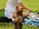 How to Keep Your Dog Safe at Summer BBQs and Picnics
